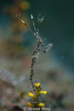 Skeleton shrimp by Seania Wing 