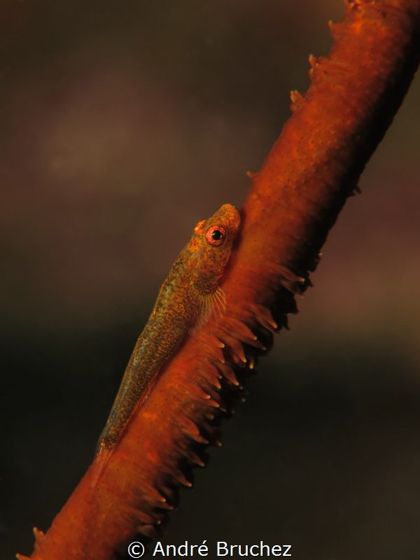 gobie nain sur un corail fil de fer by André Bruchez 