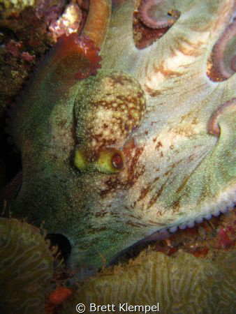 Reef octopus, picture taken in Portobelo, Panama.  2 year... by Brett Klempel 