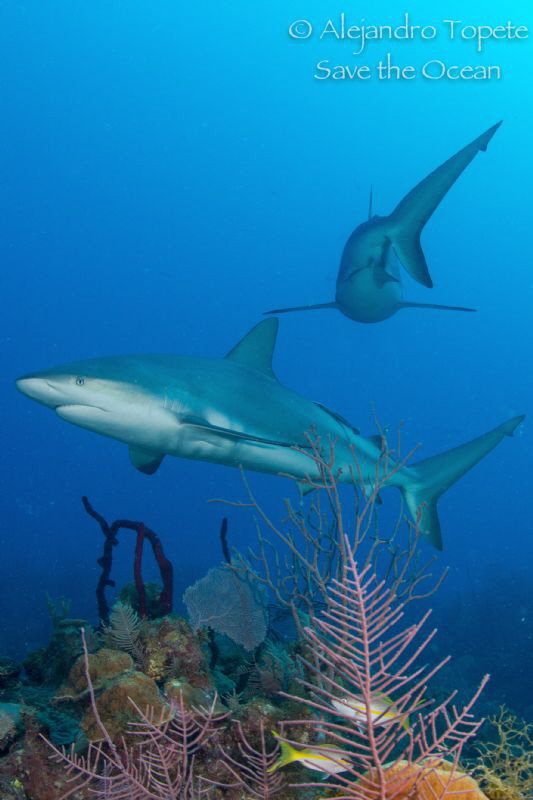 sharks on the Reef by Alejandro Topete 