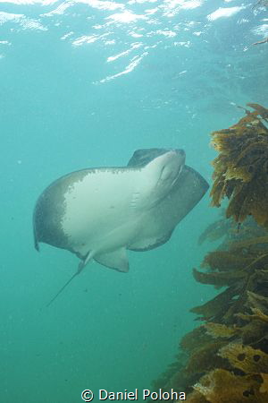 Eagle ray Myliobatis tenuicaudatus in Goat Island Marine ... by Daniel Poloha 