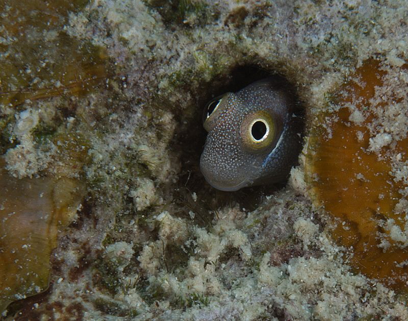 My hole is my castle. by Chris Krambeck 