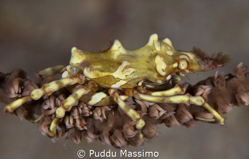 nikon d800e,105 micro,Gangga island,xenocrab by Puddu Massimo 
