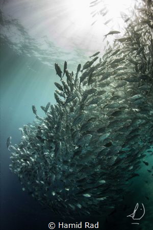 The Jacks. Canon 600d/Tokina 10-17/Nauticam. by Hamid Rad 