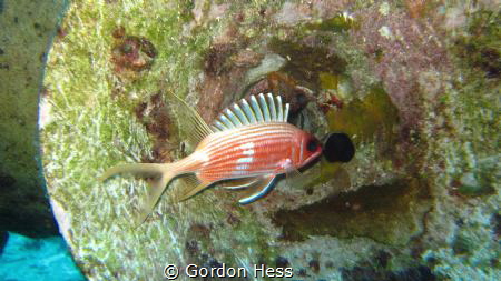 just a cute squirrel fish in a blow horn on shipwreck by Gordon Hess 