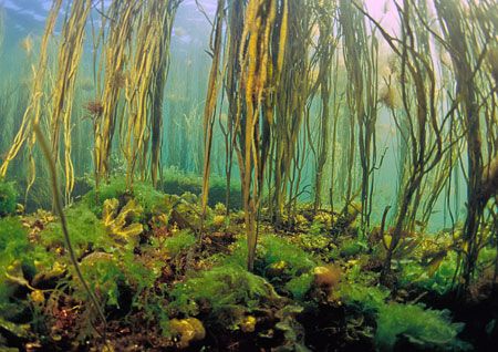 Aughrus reef, Connemara.
F90X, 16mm. by Mark Thomas 