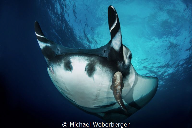Air Power ,incredible to dive with these giants,Socorro I... by Michael Weberberger 