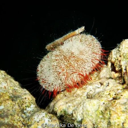 pin cushion night dive red sea fuji finepix f50fd 
 by Mariska De Beer 