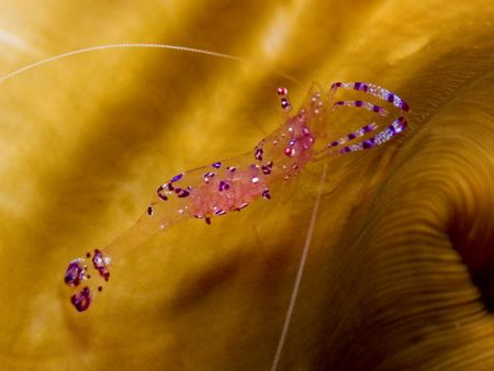 'Eggs inside' from Lembeh. Taken with Olympus E-20 in Tit... by Istvan Juhasz 