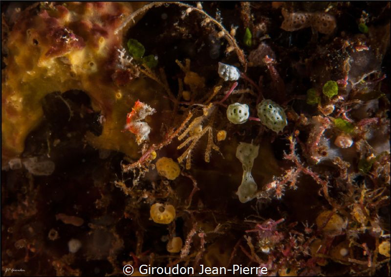 Yellow Pontohi sea orse 60mm D300 by Giroudon Jean-Pierre 