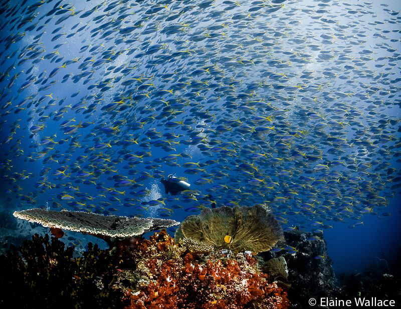 Swimming with the fusiliers. by Elaine Wallace 