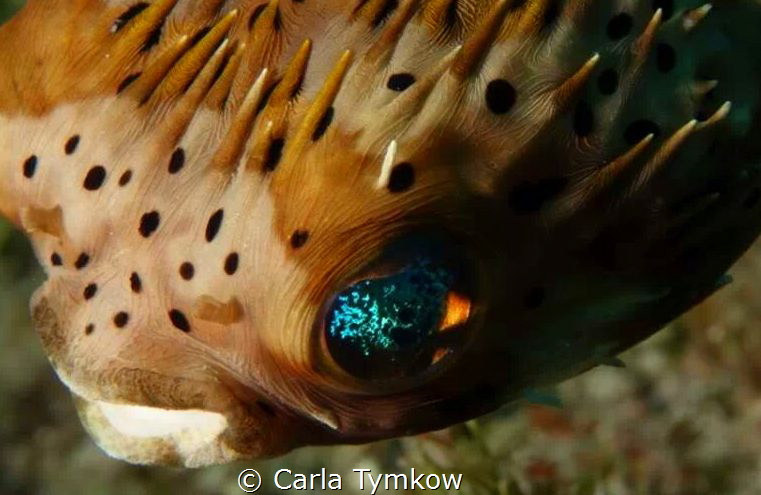The Eye by Carla Tymkow 