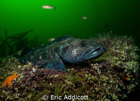 Lincod by Eric Addicott 