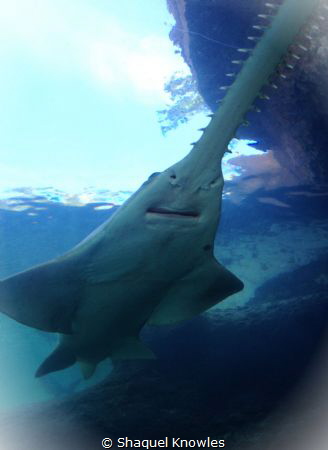 Smalltooth Sawfish by Shaquel Knowles 
