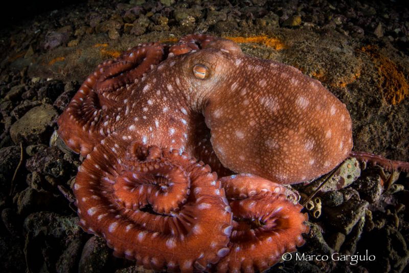 Octopus macropus, night dive by Marco Gargiulo 