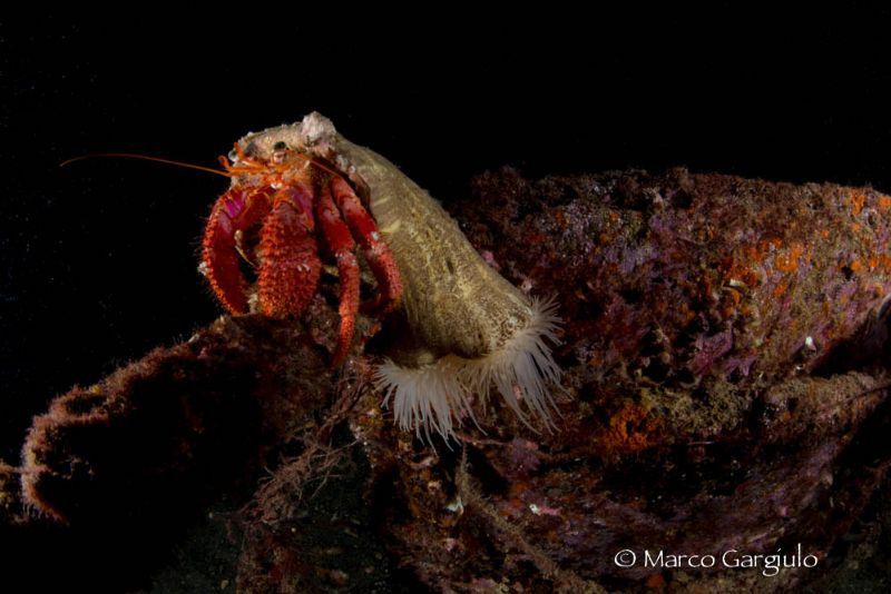 Hermit Crab by Marco Gargiulo 