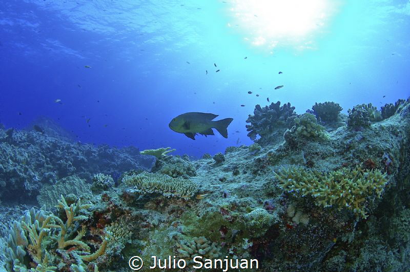 UW sunset in Palau by Julio Sanjuan 