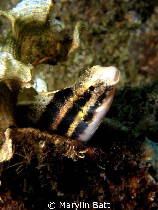 Fang Blenny shyly peeking from his fideout. by Marylin Batt 