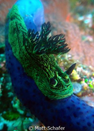 I found this Nembrotha kubaryana somewhere in the Komodo ... by Matt Schafer 