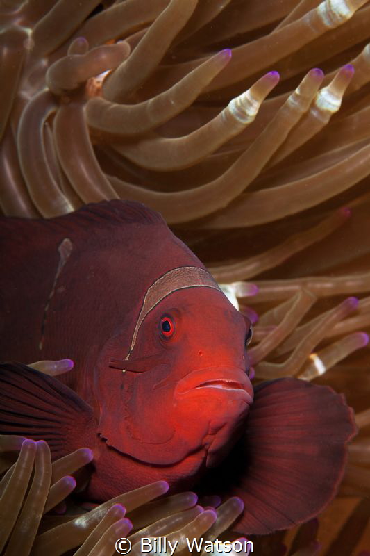 Spinecheek Anemonefish - Pretty Girl by Billy Watson 