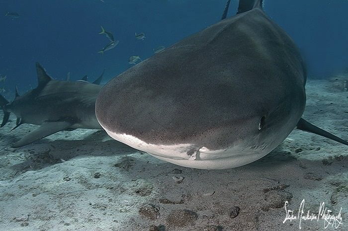 I love it close and personal. Emma loves her photo taken ... by Steven Anderson 
