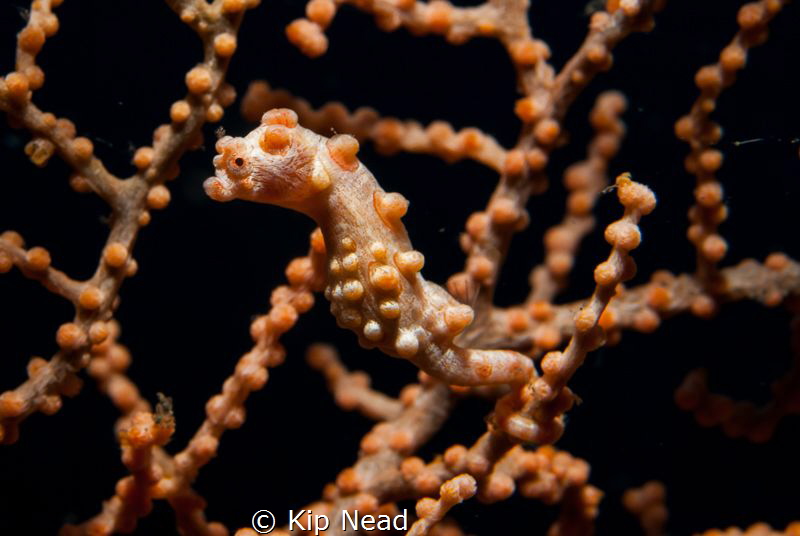 A Lembeh Pygmy Seahorse shot in Tulamben, Bali. Nikon D20... by Kip Nead 