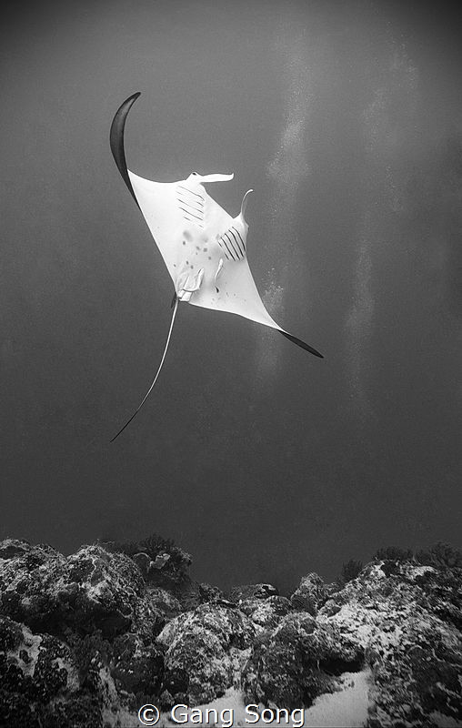 Manta Ray by Gang Song 