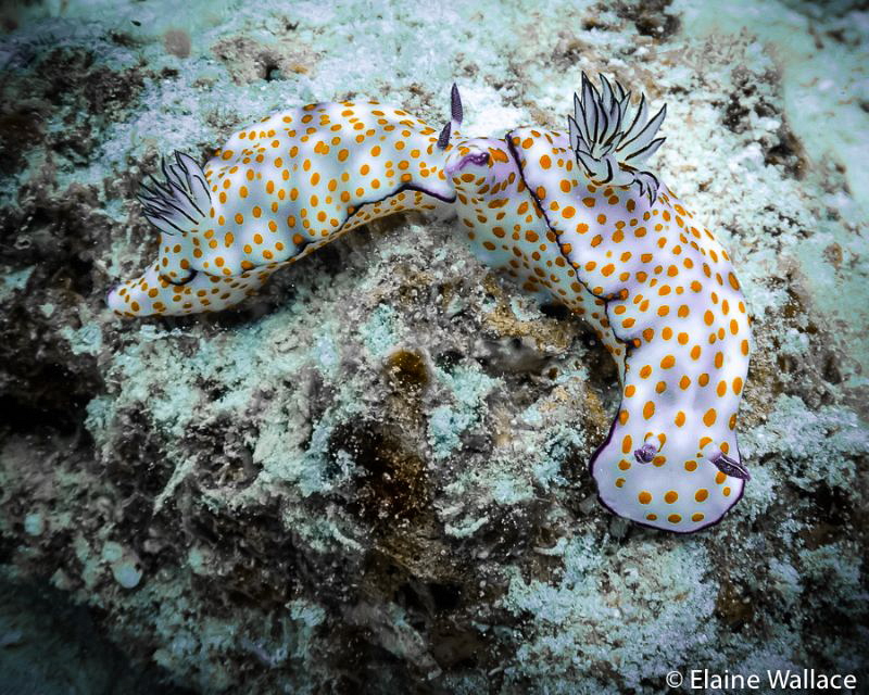 2 Risbecia pulchella training near St Johns by Elaine Wallace 