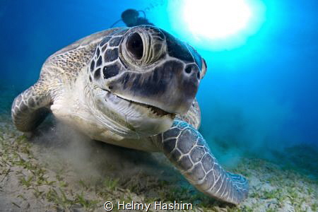 Red Sea, egypt by Helmy Hashim 