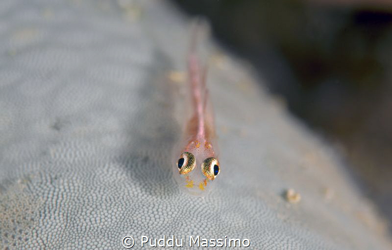 Big eyes,Lembeh strait,nikon d800e,105 micro by Puddu Massimo 