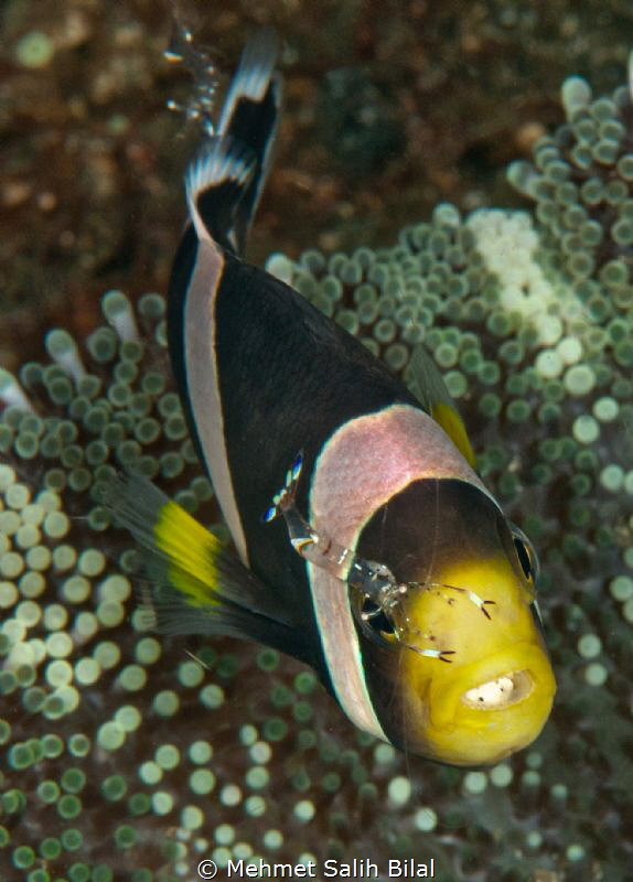 It prefers a dentist instead of an ophthalmologist! by Mehmet Salih Bilal 