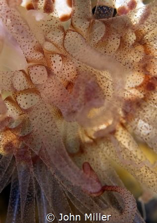 Anenome Close Up by John Miller 