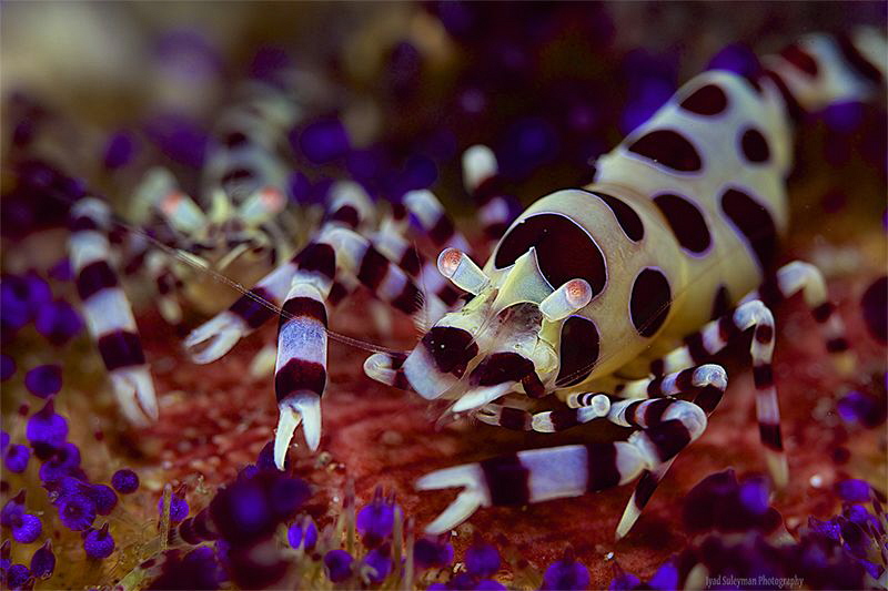 Coleman's shrimp by Iyad Suleyman 