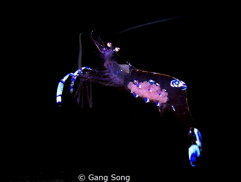 Transparent Gestation by Gang Song 