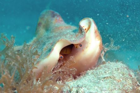 Peek A Boo! Conch in BVI. 2005. Nikon D-70 using DS125 Su... by Tom Blackburn 