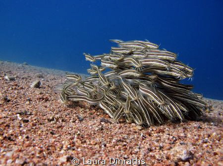 School of juvenile striped eel catfish over sand by Laura Dinraths 