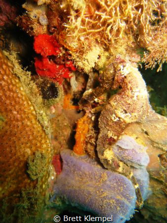Seahorse in Portobelo, Panama very tricky to spot. by Brett Klempel 