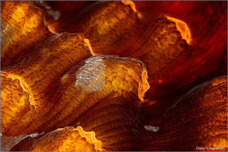 A river of fire by Dmitry Vinogradov 