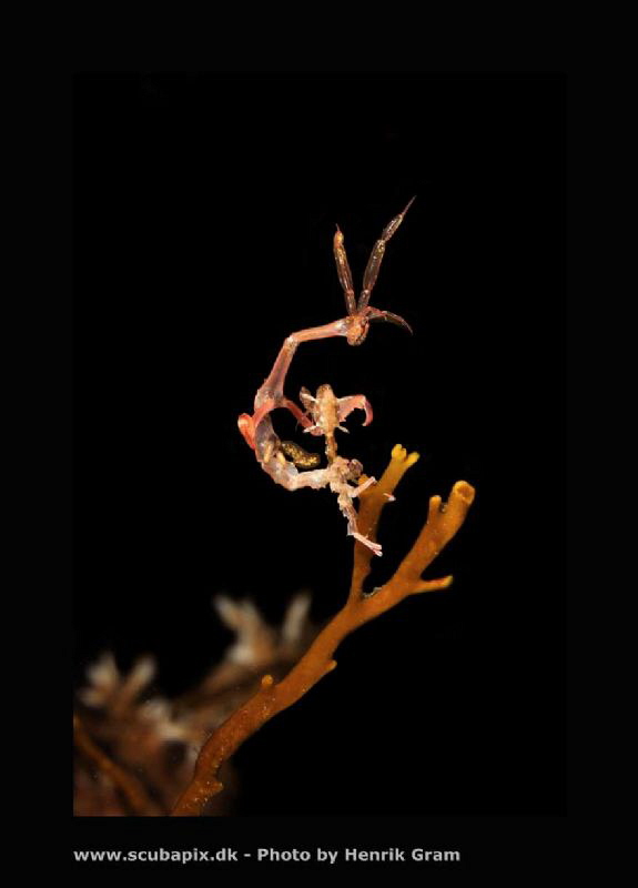 Skeleton Shrimp om Kelp by Henrik Gram Rasmussen 