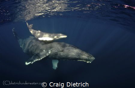 "Motherly Love" As soon as we hit the water we expected t... by Craig Dietrich 