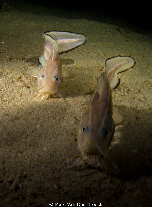cathfish by Marc Van Den Broeck 