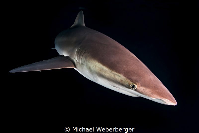 Night dive whit Silky,s by Michael Weberberger 