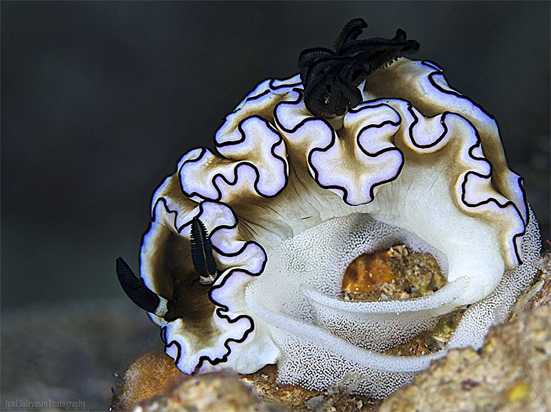 Nudibranch laying eggs by Iyad Suleyman 