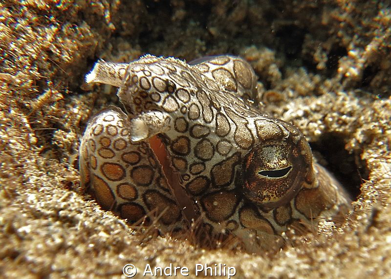 napoleon snake eel (Ophychthys bonaparti) by Andre Philip 