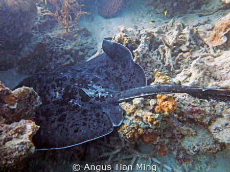 Photo taken on October 2013 in koh lipe . It edited littl... by Angus Tian Ming 