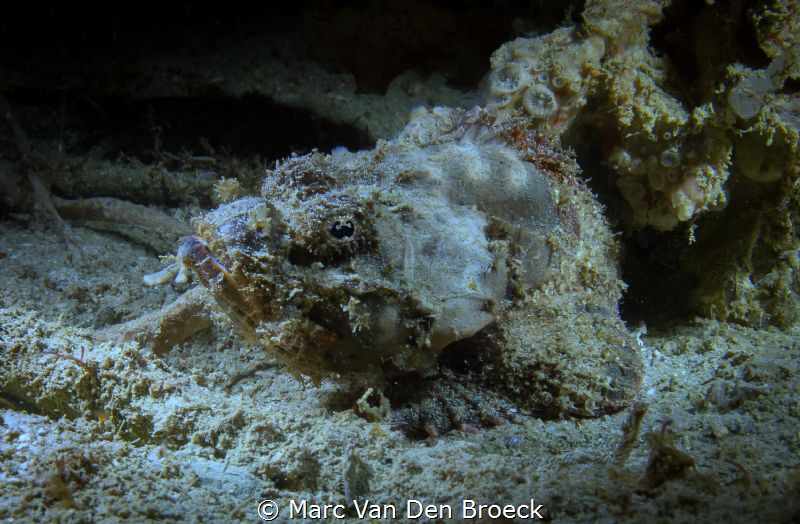 SCORPION FISH BY NIGHT by Marc Van Den Broeck 