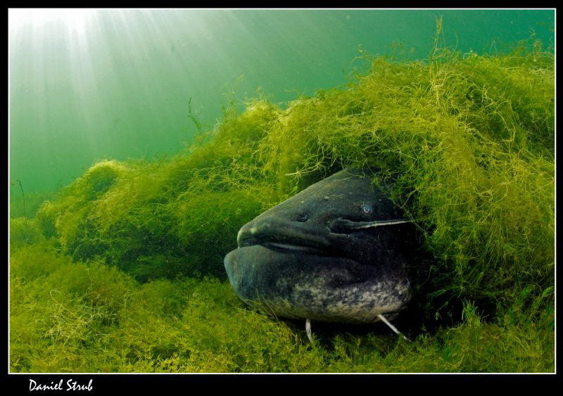 Catfish :-D by Daniel Strub 