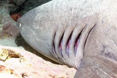 Da Gills. by Glenn Poulain 