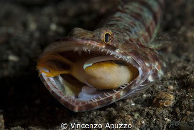 This lizard fish had his mouth full with Nemo. I found it... by Vincenzo Apuzzo 