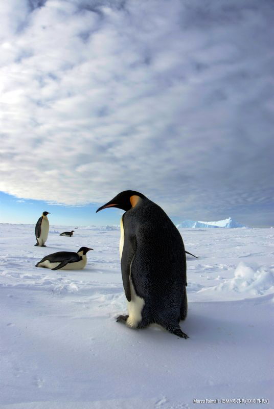Walking on sea ice - Terra Nova Bay - Antarctica by Marco Faimali (ismar-Cnr) 